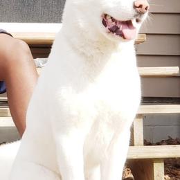 Akita from Loyally Akitas