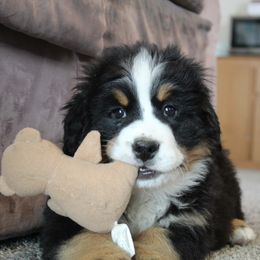 Ethel - Black tan and white Bernese Mountain Dog puppy in Long Creek, Oregon from Arlin Horst's Bernese Mountain Dogs