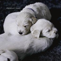 Boy (Reservation 3) Held for 24hrs - Light golden male Golden Retriever puppy in Murfreesboro, Tennessee from ATW Retrievers