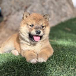 AVAILABLE BOY - Red male Shiba Inu puppy in Nevada from LAS VEGAS PUPPY