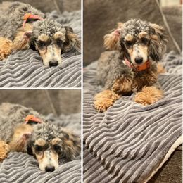 Hadley - Poodle