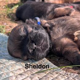 Sheldon - Black and tan male Shih Tzu puppy in Bloomfield, Indiana from Meihem Pups