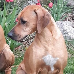 Calli - Rhodesian Ridgeback