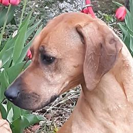 Calli - Rhodesian Ridgeback
