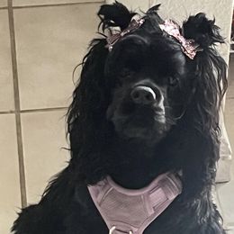 Fifi - Cocker Spaniel