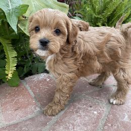 Cavapoo Puppies from SoCal Cavapoos