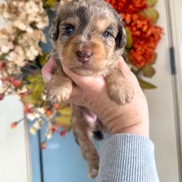 Coral🧡 - Red merle female Aussiedoodle puppy in Granbury, Texas from Triple Cross Doodles