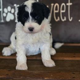 Ziggy - Black and white female Portuguese Water Dog puppy in Indianola, Utah from Mlee puppies