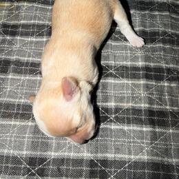 Girl 1 - Gold female Havanese puppy in Morriston, Florida from OPA! Havanese (formerly Elysium Fields)