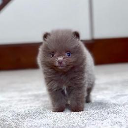 Lavender girl AKC extra small - Lavender female Pomeranian puppy in Princeton, New Jersey from PureLove Poms.