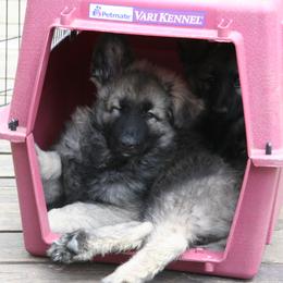 Shiloh Shepherd Puppies from Solace Shilohs