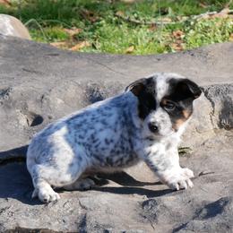 Court - Blue male Australian Cattle Dog puppy in Buffalo Valley, Tennessee from Buffalo Valley Breeders