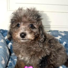 Petunia - Blue Merle Color - Merle female Goldendoodle puppy in Beecher, Illinois from Erica’s Doodles