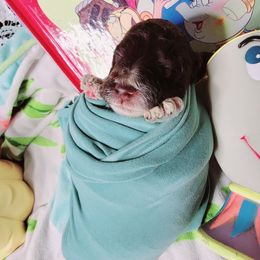 Cockapoo Puppies from Golden Paws