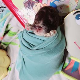 Cockapoo Puppies from Golden Paws