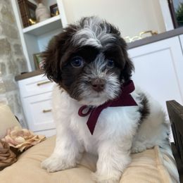 Cinnamon - Chocolate female Havanese puppy in South Jordan, Utah from Lady Paws Puppies - Cassie