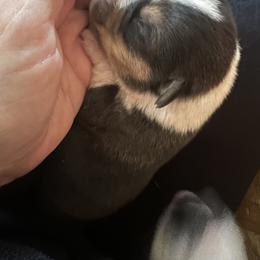 Pembroke Welsh Corgi Puppies from Enok Corgis