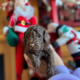 Faith - Chocolate male Goldendoodle puppy in Miami, Florida from Milk Drunk Doodles And Poodles
