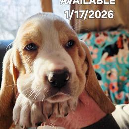Sweet Potato - Lemon and white female Basset Hound puppy in Princeton, Minnesota from Blissful Basset Hounds