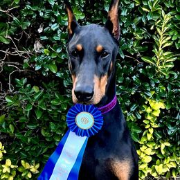 Doberman Pinschers from Radiant Dobermans