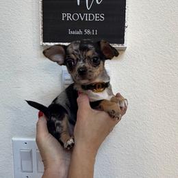 Tiny Chanel , 3,900 - Merle female Chihuahua puppy in Burleson, Texas from Tiny Diiamond Chihuahua Boutique
