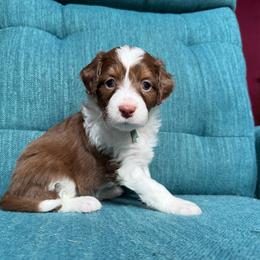 Zoey (teal) - Red tri-color female Aussiedoodle puppy in Watertown, Wisconsin from Little Bear Paws Aussiedoodles