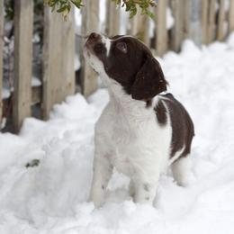 Tosi - Liver and white female Brittany puppy in Laramie, Wyoming from Aviary Kennels