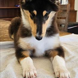 FATE - Black white and tan female Collie puppy in Lancaster, California from Kaslynkay's Collies