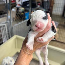 Boy 1 - Black and white male Sheepadoodle puppy in Joelton, Tennessee from PC Pampered Parti's