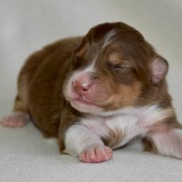 Male 5 - Red tri-color male Australian Shepherd puppy in Hamilton, New Jersey from Birch Haus