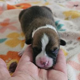 Butch (AKA Tramp) - Red male Pembroke Welsh Corgi puppy in Deming, New Mexico from Dragon Ridge Corgis