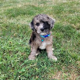 Cavapoo and Poodle Puppies from Huck's Adventures