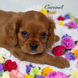 Caramel - Ruby male Cavalier King Charles Spaniel puppy in Miami, Florida from Mario’s Pups