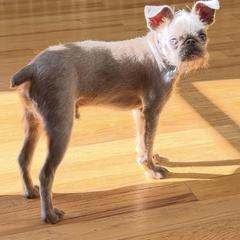 Brussels Griffon, Chihuahua, and French Bulldog Puppies from BZB Griffs