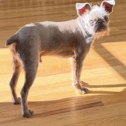 Brussels Griffon, Chihuahua, and French Bulldog Puppies from BZB Griffs