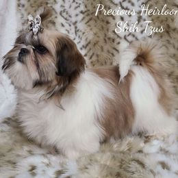 Rosie - Shih Tzu