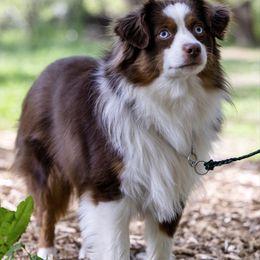 Banjo - Toy Australian Shepherd