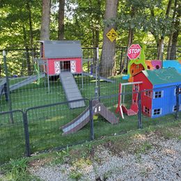 Dachshund Puppies from Heart 2 Heart Puppies