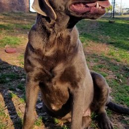 Dilute Retrievers from Kingdom Labs