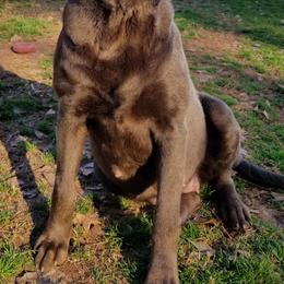 Dilute Retrievers from Kingdom Labs