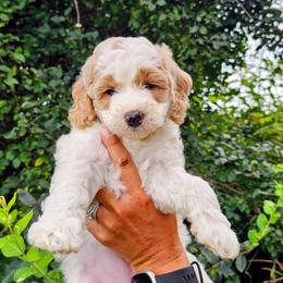 Bermuda - Parti female Goldendoodle puppy in Forest, Ohio from Mini Doodle Buddies