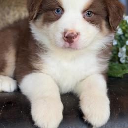 Viggo- has tail-many videos - Red tri-color male Australian Shepherd puppy in Troy, South Carolina from Australian Shepherds of 3/W Farms