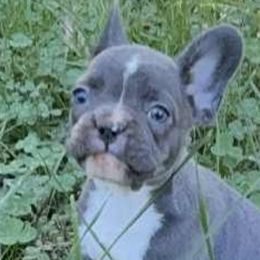 Mini - Blue female French Bulldog puppy in Cabool, Missouri from Shannon French Bulldogs