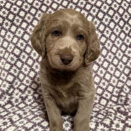 Opalite - female Long Haired Weimaraner puppy in Blanchardville, Wisconsin from Northern Bluegrass Weimaraners