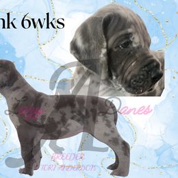 Boy 1 - Blue male Great Dane puppy in Longview, Texas from Lazy A Danes