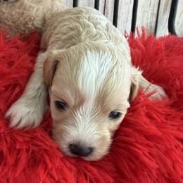 MILO - Apricot male Maltipoo puppy in Orlando, Florida from Denise’s Puppies