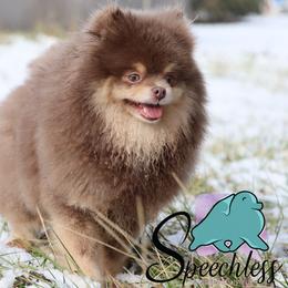 Velma - Pomeranian