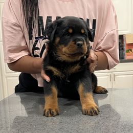 Rottweiler Puppies from Black Diamond Excellence rottweiler kennel