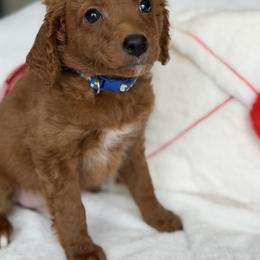 Blue Puppies collar - Red  male Goldendoodle puppy in Rush, New York from Care Bear Puppies