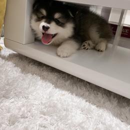 Pomsky Puppies from Pomsky Playpen